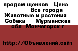 продам щенков › Цена ­ 15 000 - Все города Животные и растения » Собаки   . Мурманская обл.,Мончегорск г.